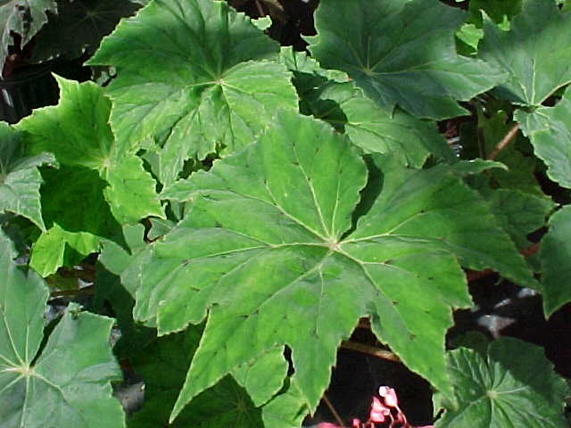 B. ‘Caribbean Queen’